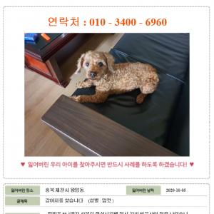 강아지를 찾습니다