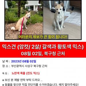 부산 북구청과 모라 근처에서 강아지를 잃어버렸습니다 ..