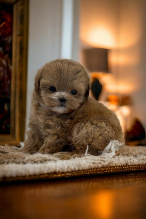 개인사정으로 인해 3개월 푸들 입양드립니다