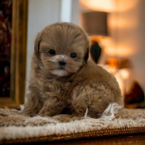 개인사정으로 인해 3개월 푸들 입양드립니다