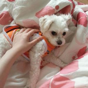 주황색 옷입은 말티즈 찾습니다