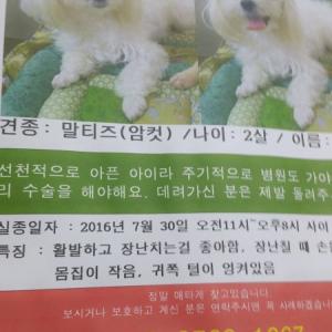 계산동 경인교대부근 말티즈 여아 찾아요