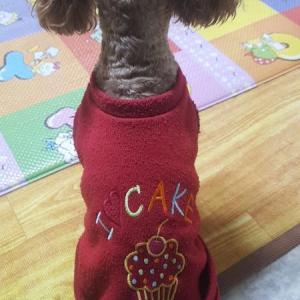 갈색푸들찾습니다ㅜㅜ