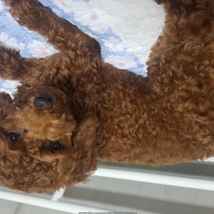 구미 원평동 푸들