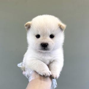 마메시바이누분양 백시바인데 그 귀여운 마메시바라고?!