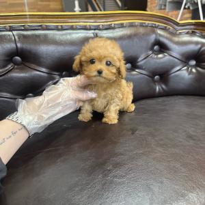 2개월령 토이푸들 20만원 분양 보냅니당