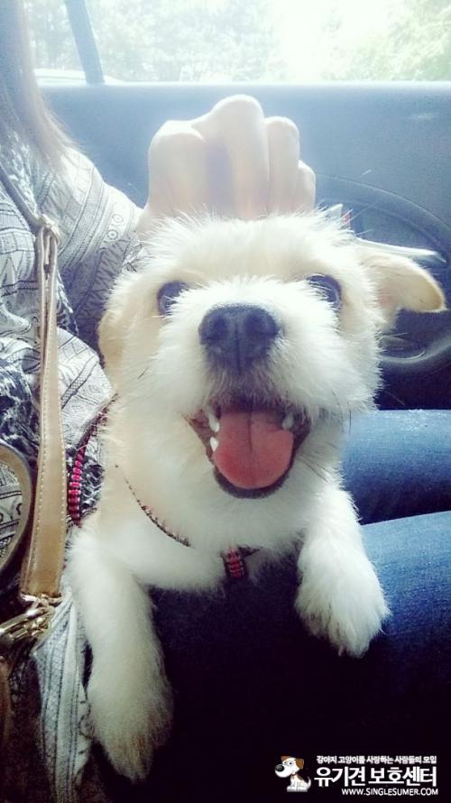 2살정도 된 아이 어쩔수없이 분양하게 되었습니다.