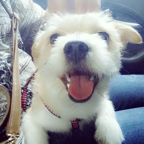 2살정도 된 아이 어쩔수없이 분양하게 되었습니다.