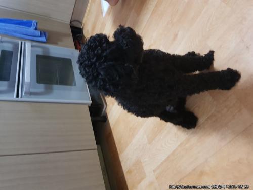 화성시봉담검은색푸들보호중