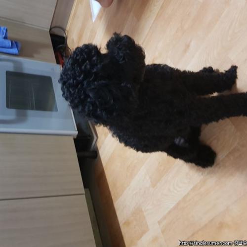 화성시봉담검은색푸들보호중