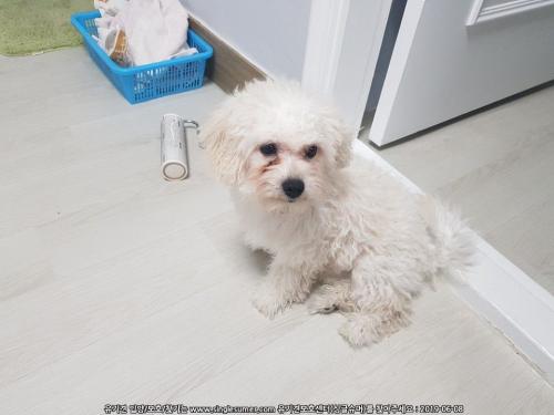 [찾았습니다.]남동구 구월동 말티즈 말티푸 보호중입니다.