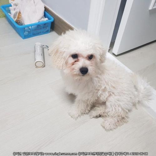 [찾았습니다.]남동구 구월동 말티즈 말티푸 보호중입니다.