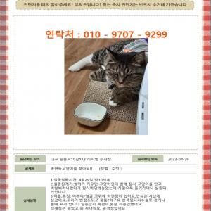 송현동고양이를 찾아요!!