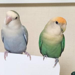 앵무새 찾습니다