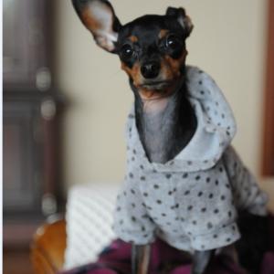 남양주 도농동 까만색 암컷 미니핀 찾습니다