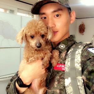 목동에서 토이푸들 남아 찾습니다