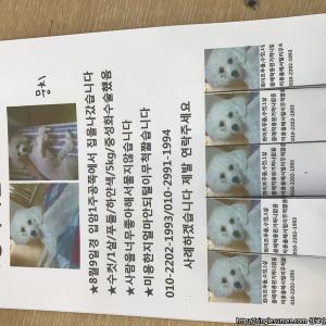 강릉 입암동지역 강아지찾아요 화이트푸들