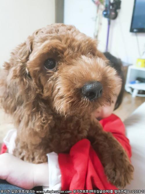 푸들분양보내요