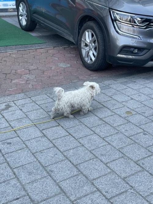 봉천역 노란색끈 흰색 강아지 목격