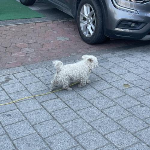 봉천역 노란색끈 흰색 강아지 목격