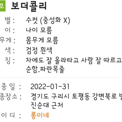 보더콜리 보호중