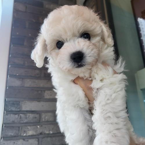 비숑아가 분양보내요. 사랑으로 끝까지 키워주실분만