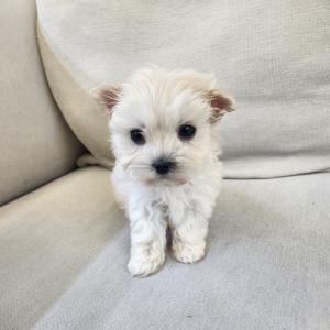 화이트테리어분양 화이트테리어믹스분양 웨스티분양 2개월령 모량 빵빵