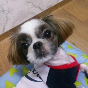강아지를 찾습니다.