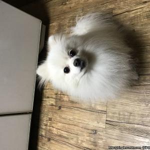 강아지를 찾아주세요