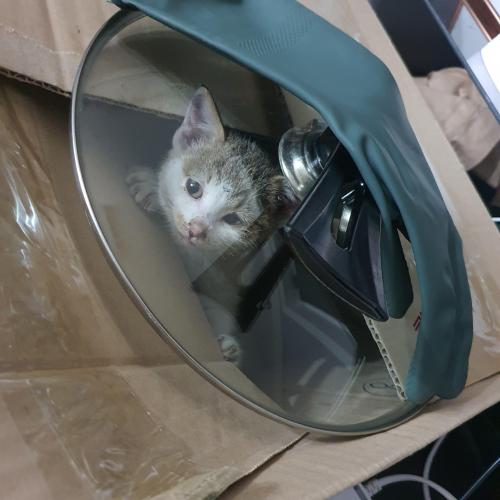 코숏 고등어 임시보호중