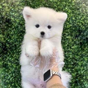 사모예드분양 왕자님 모량 많고 애교 가득 웃을때 너무 예쁜