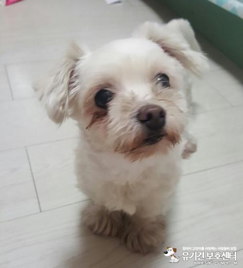 간석동에서 믹스견(말티즈?)으로보이는 아기 보호중입니다.