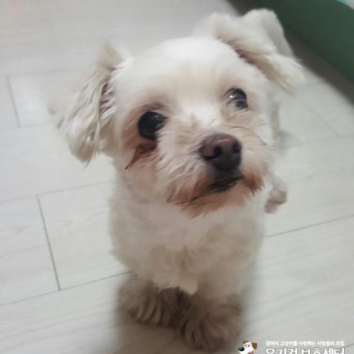 간석동에서 믹스견(말티즈?)으로보이는 아기 보호중입니다.