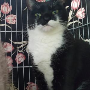 꽃님이 턱시도 암컷 고양이