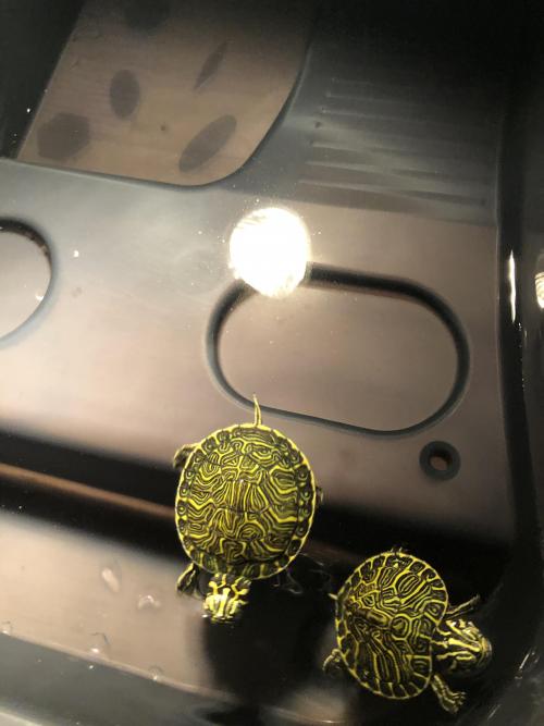 아기 거북이 2마리