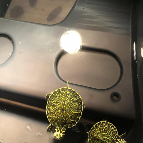 아기 거북이 2마리