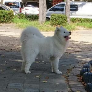 (울산) 강아지를 찾습니다.