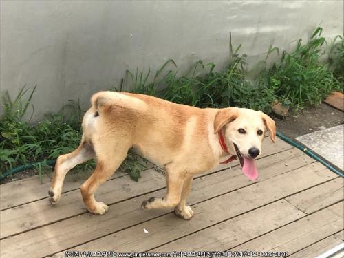 화천읍 믹스견 보호중입니다