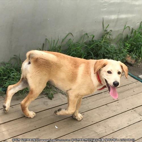 화천읍 믹스견 보호중입니다