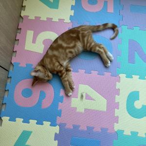 고양이 찾습니다 ..