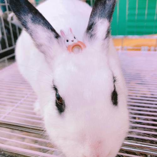 눈 주위 마스카라가 예쁜 토끼 파양 및 임보처 구합니다