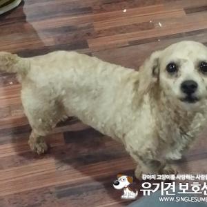 안양 관양동 수촌마을 갈색푸들