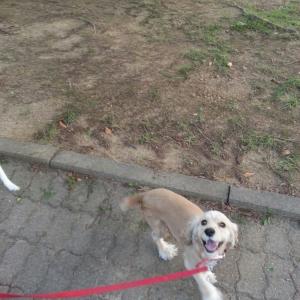 가을이를찾습니다