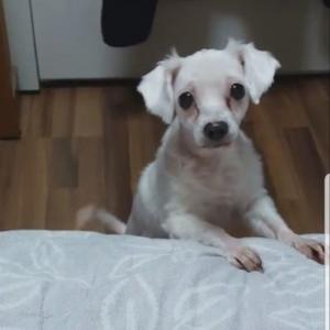 달서구 말티즈 찾아요