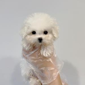 너무 귀여운 비숑 왕자님 분양합니다!