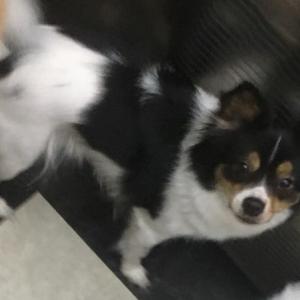 강아지 찾아요 선화동