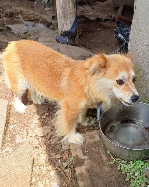 시골강아지 강이 입양처 구합니다