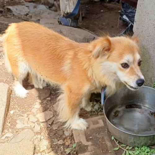 시골강아지 강이 입양처 구합니다