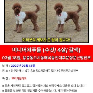 광주에서요미를찾어요(푸들)