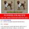 광주에서요미를찾어요(푸들)